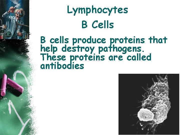 Lymphocytes B Cells B cells produce proteins that help destroy pathogens. These proteins are
