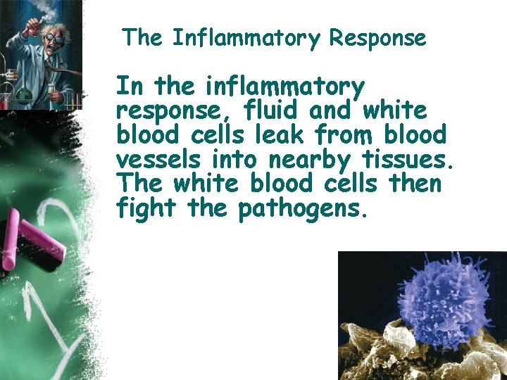 The Inflammatory Response In the inflammatory response, fluid and white blood cells leak from