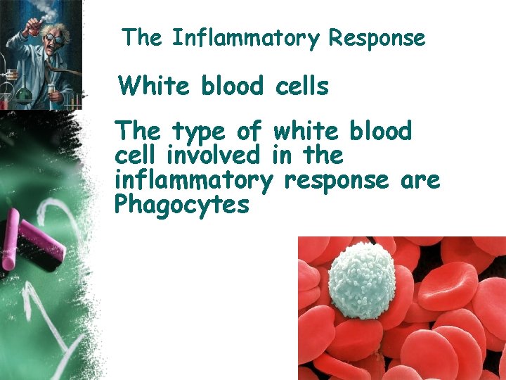 The Inflammatory Response White blood cells The type of white blood cell involved in