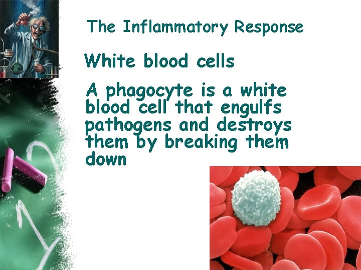 The Inflammatory Response White blood cells A phagocyte is a white blood cell that