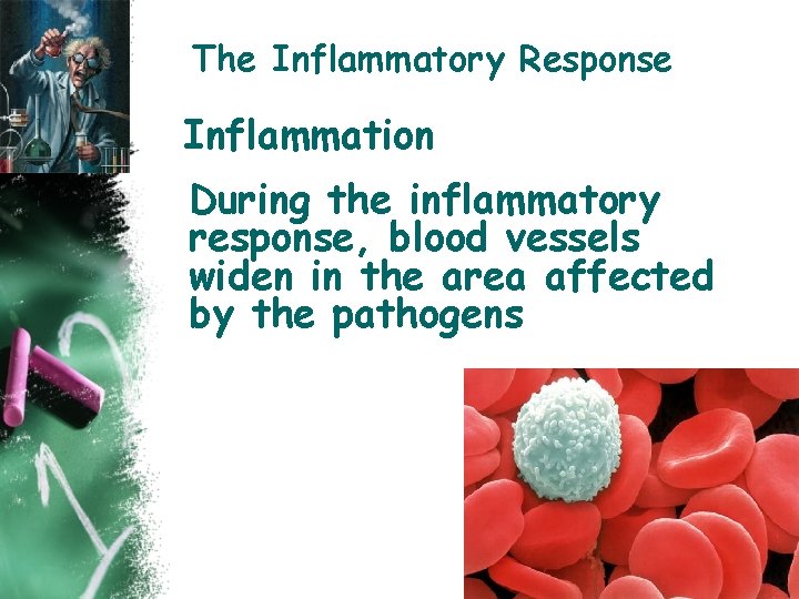 The Inflammatory Response Inflammation During the inflammatory response, blood vessels widen in the area