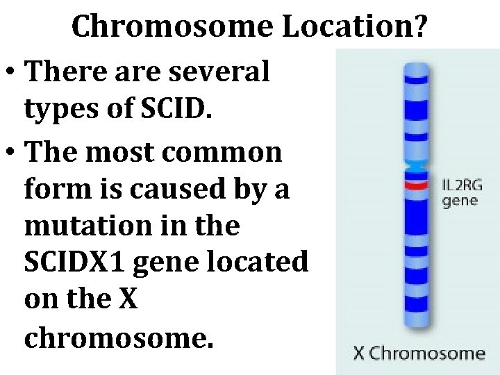 Chromosome Location? • There are several types of SCID. • The most common form