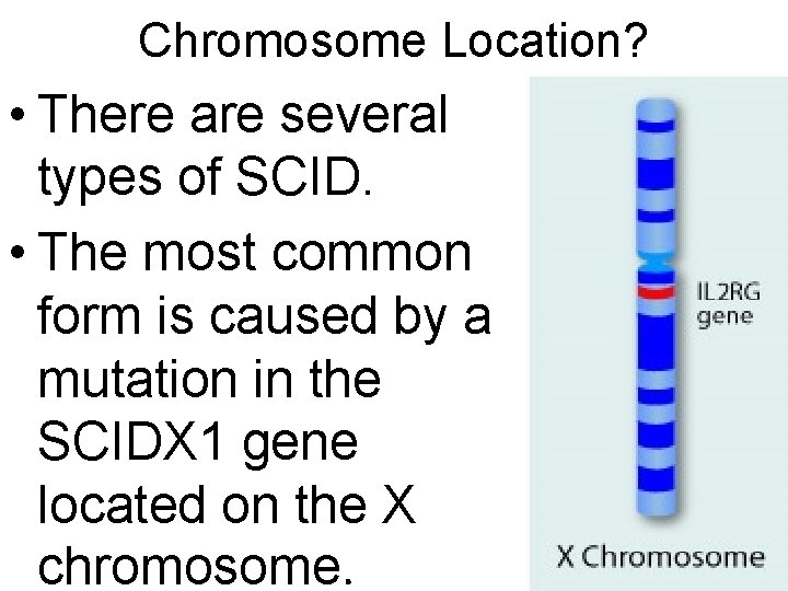 Chromosome Location? • There are several types of SCID. • The most common form