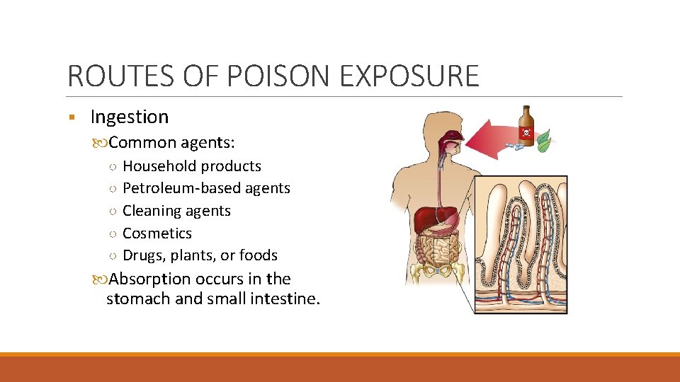 ROUTES OF POISON EXPOSURE § Ingestion Common agents: ○ Household products ○ Petroleum-based agents