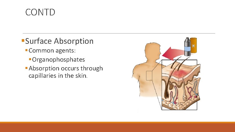 CONTD §Surface Absorption § Common agents: § Organophosphates § Absorption occurs through capillaries in