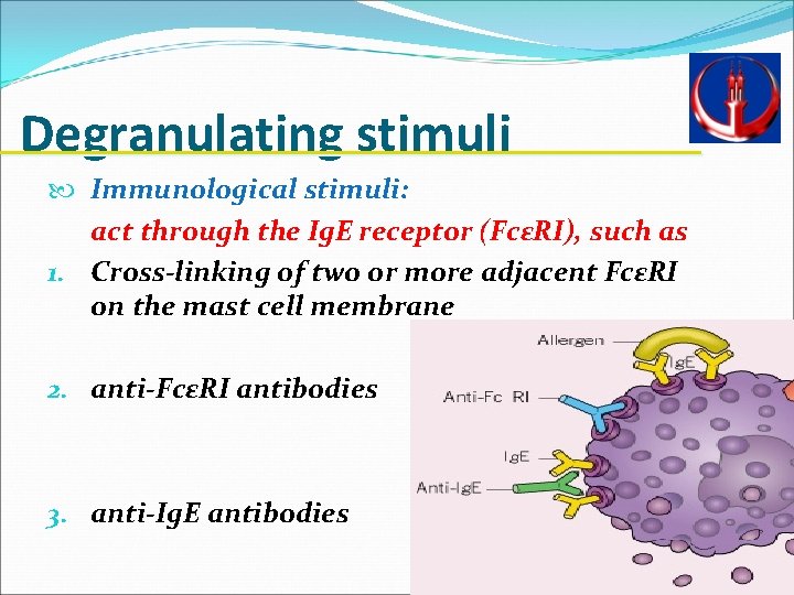 Degranulating stimuli Immunological stimuli: act through the Ig. E receptor (FcεRI), such as 1.