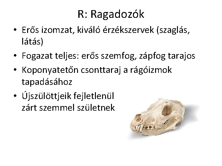 R: Ragadozók • Erős izomzat, kiváló érzékszervek (szaglás, látás) • Fogazat teljes: erős szemfog,