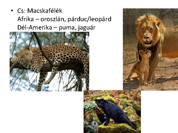  • Cs: Macskafélék Afrika – oroszlán, párduc/leopárd Dél-Amerika – puma, jaguár 