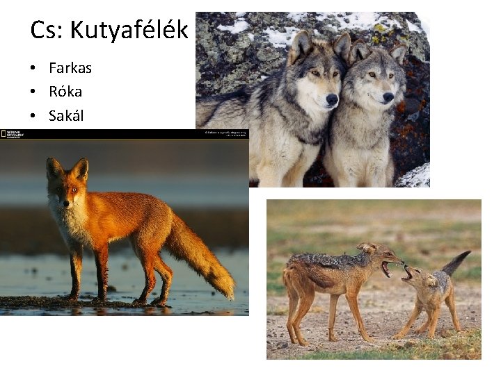 Cs: Kutyafélék • Farkas • Róka • Sakál 