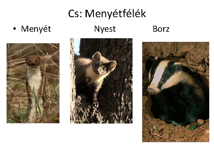 Cs: Menyétfélék • Menyét Nyest Borz 