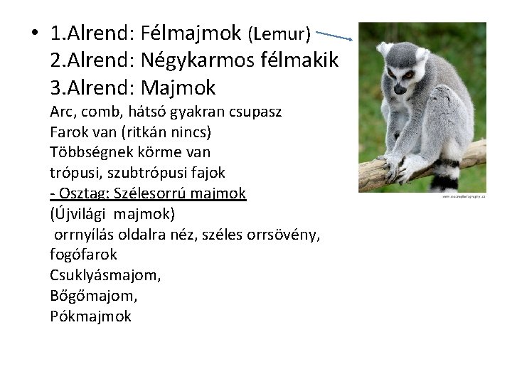  • 1. Alrend: Félmajmok (Lemur) 2. Alrend: Négykarmos félmakik 3. Alrend: Majmok Arc,