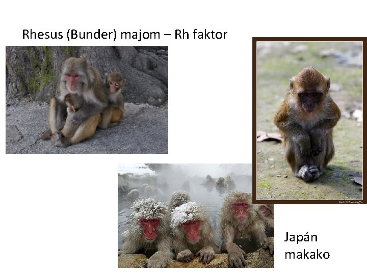 Rhesus (Bunder) majom – Rh faktor Japán makako 