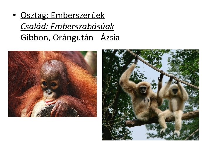  • Osztag: Emberszerűek Család: Emberszabásúak Gibbon, Orángután - Ázsia 