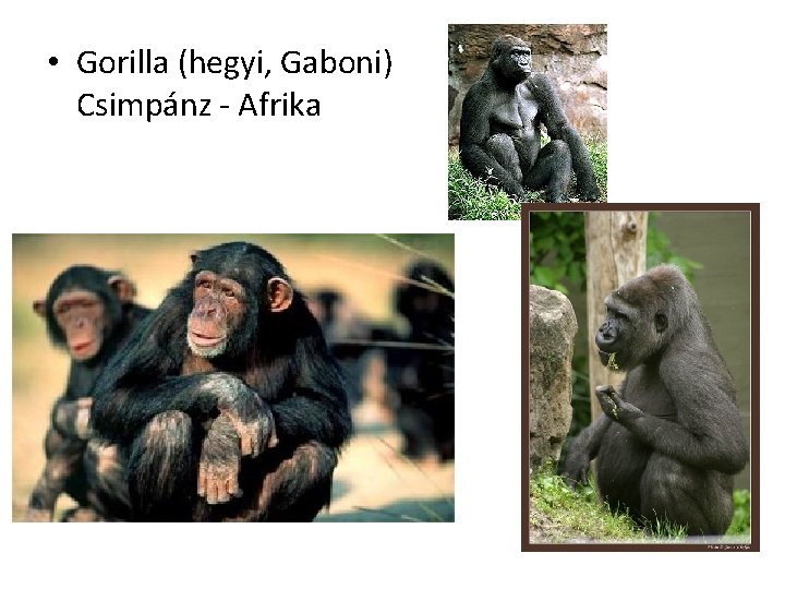  • Gorilla (hegyi, Gaboni) Csimpánz - Afrika 