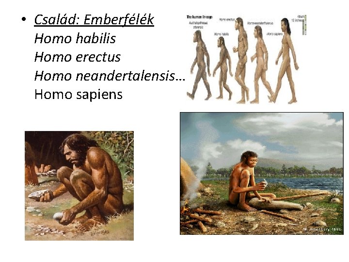  • Család: Emberfélék Homo habilis Homo erectus Homo neandertalensis…. . Homo sapiens 