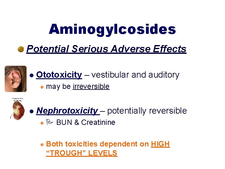 Aminogylcosides Potential Serious Adverse Effects l Ototoxicity – vestibular and auditory l l may