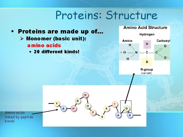Proteins: Structure • Proteins are made up of… Ø Monomer (basic unit): amino acids