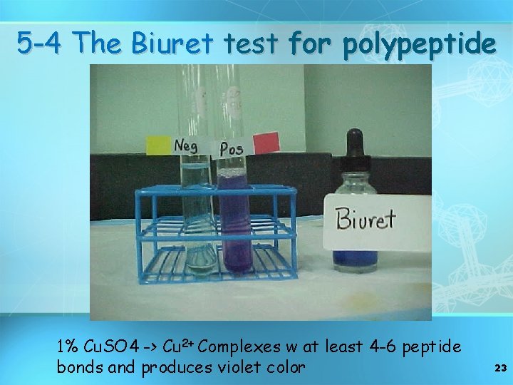 5 -4 The Biuret test for polypeptide 1% Cu. SO 4 -> Cu 2+