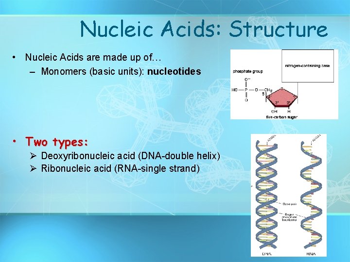 Nucleic Acids: Structure • Nucleic Acids are made up of… – Monomers (basic units):
