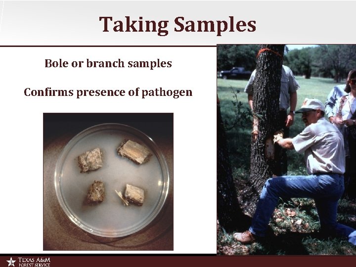Taking Samples Bole or branch samples Confirms presence of pathogen 