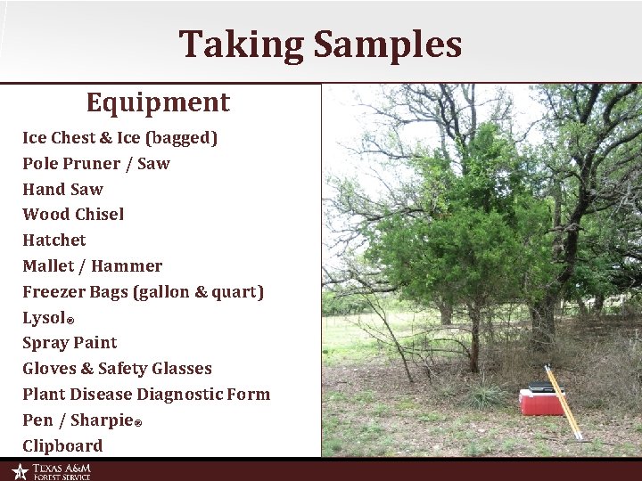 Taking Samples Equipment Ice Chest & Ice (bagged) Pole Pruner / Saw Hand Saw