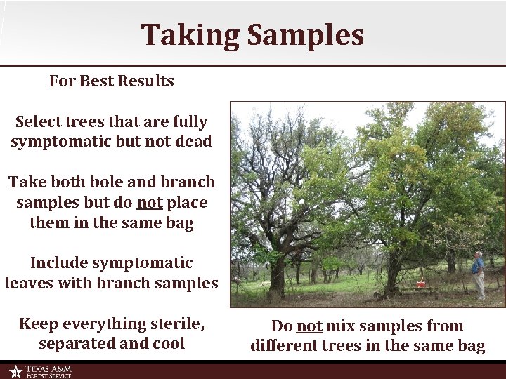 Taking Samples For Best Results Select trees that are fully symptomatic but not dead