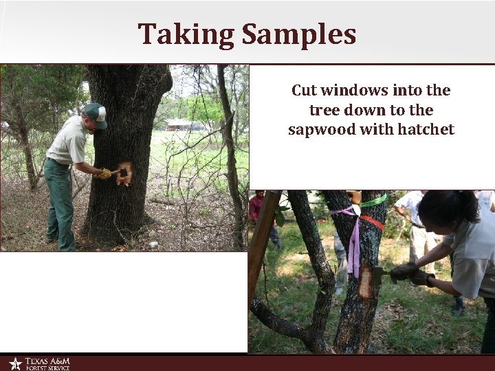 Taking Samples Cut windows into the tree down to the sapwood with hatchet 
