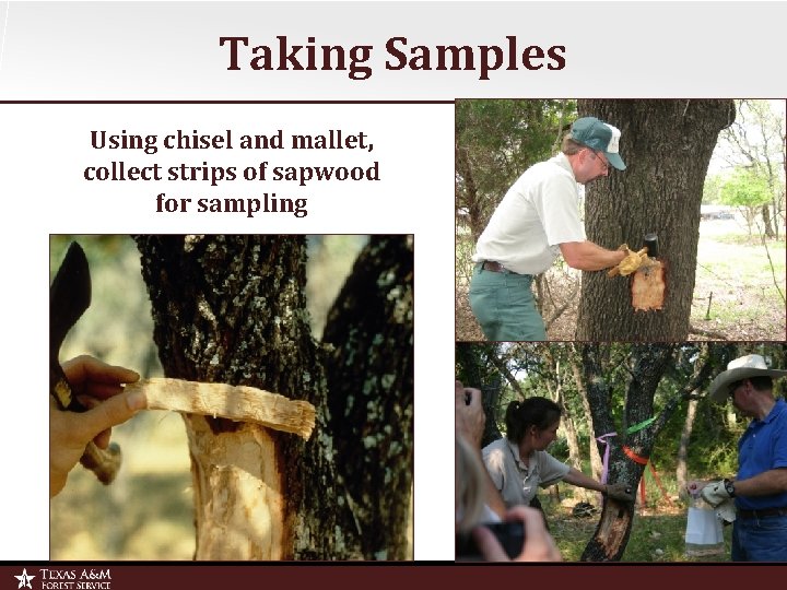 Taking Samples Using chisel and mallet, collect strips of sapwood for sampling 