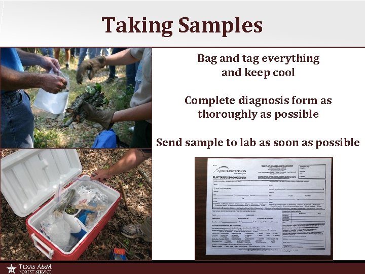 Taking Samples Bag and tag everything and keep cool Complete diagnosis form as thoroughly