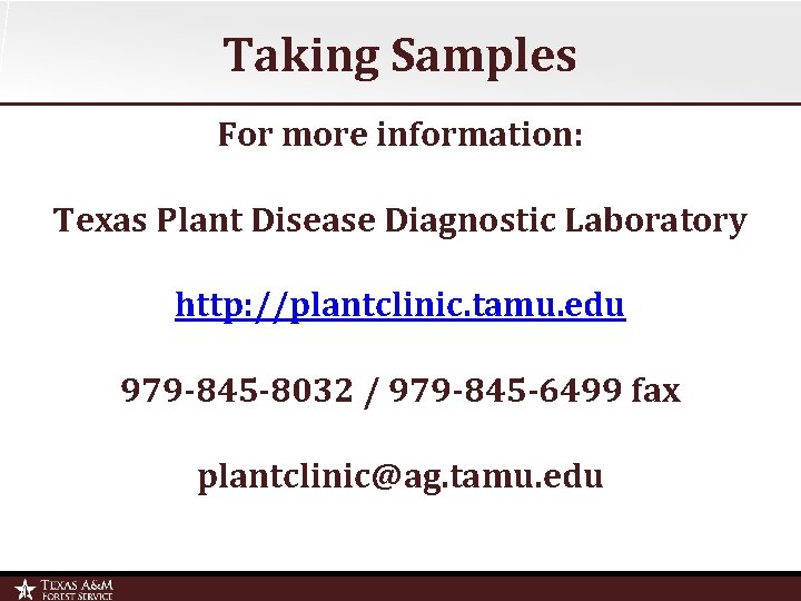 Taking Samples For more information: Texas Plant Disease Diagnostic Laboratory http: //plantclinic. tamu. edu