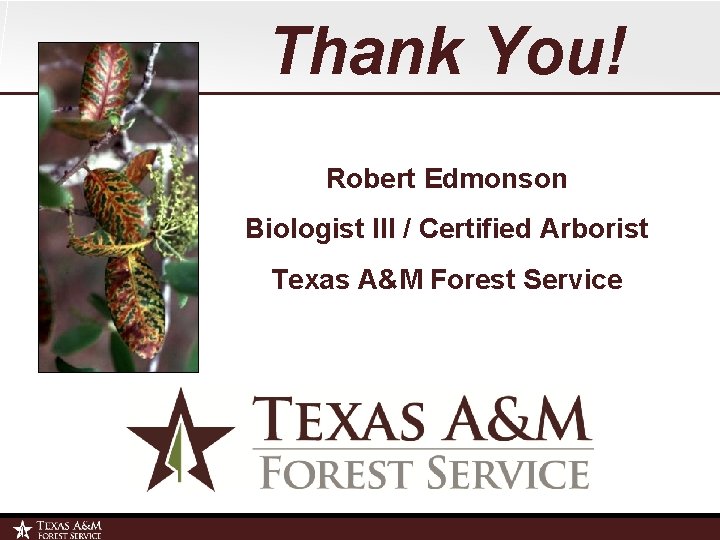 Thank You! Robert Edmonson Biologist III / Certified Arborist Texas A&M Forest Service 