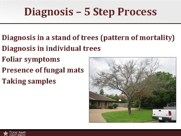 Diagnosis – 5 Step Process Diagnosis in a stand of trees (pattern of mortality)