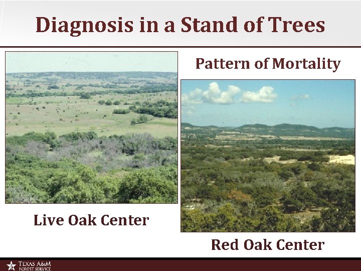 Diagnosis in a Stand of Trees Pattern of Mortality Live Oak Center Red Oak