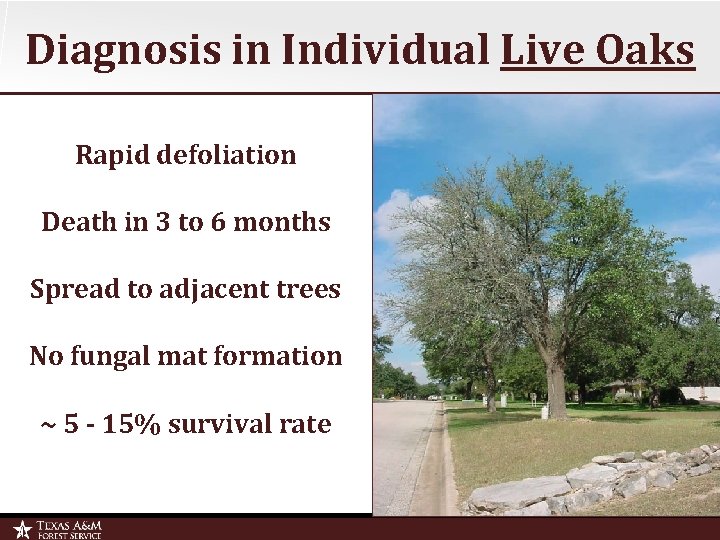 Diagnosis in Individual Live Oaks Rapid defoliation Death in 3 to 6 months Spread