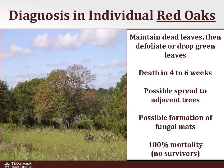 Diagnosis in Individual Red Oaks Maintain dead leaves, then defoliate or drop green leaves