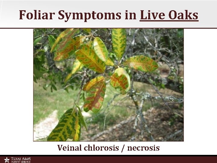 Foliar Symptoms in Live Oaks Veinal chlorosis / necrosis 