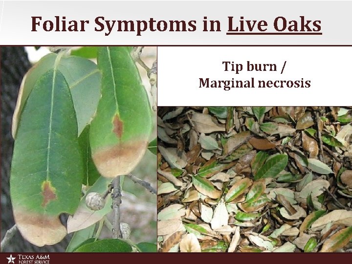 Foliar Symptoms in Live Oaks Tip burn / Marginal necrosis 