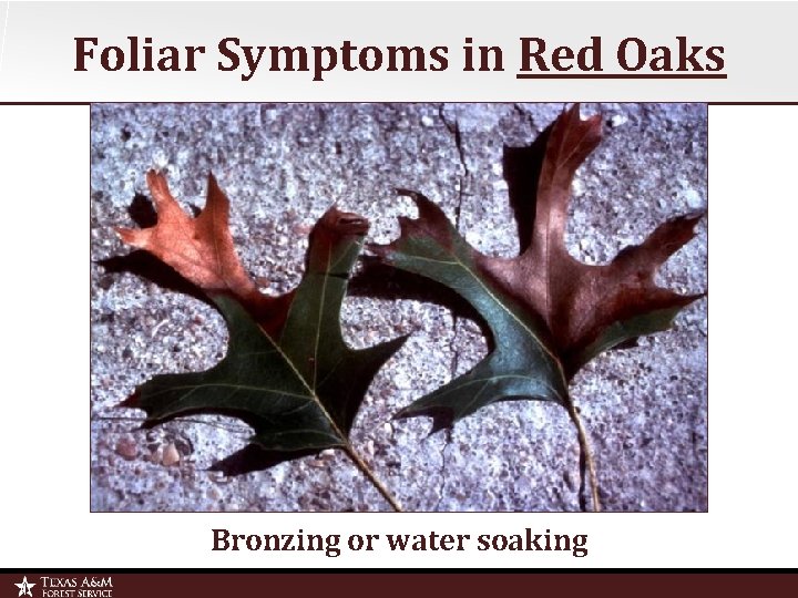 Foliar Symptoms in Red Oaks Bronzing or water soaking 