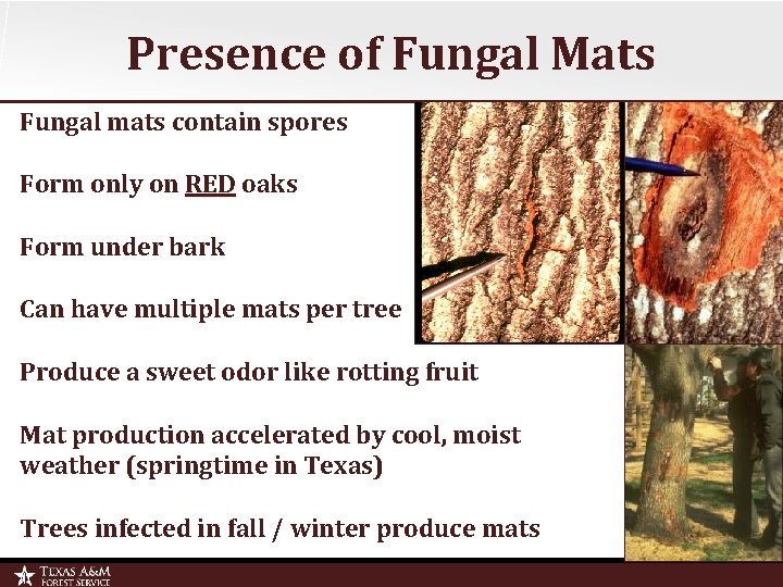 Presence of Fungal Mats Fungal mats contain spores Form only on RED oaks Form