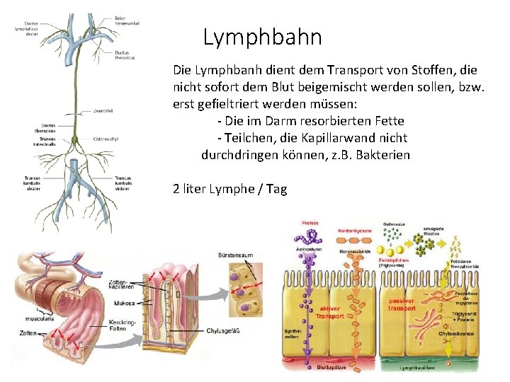 Lymphbahn Die Lymphbanh dient dem Transport von Stoffen, die nicht sofort dem Blut beigemischt