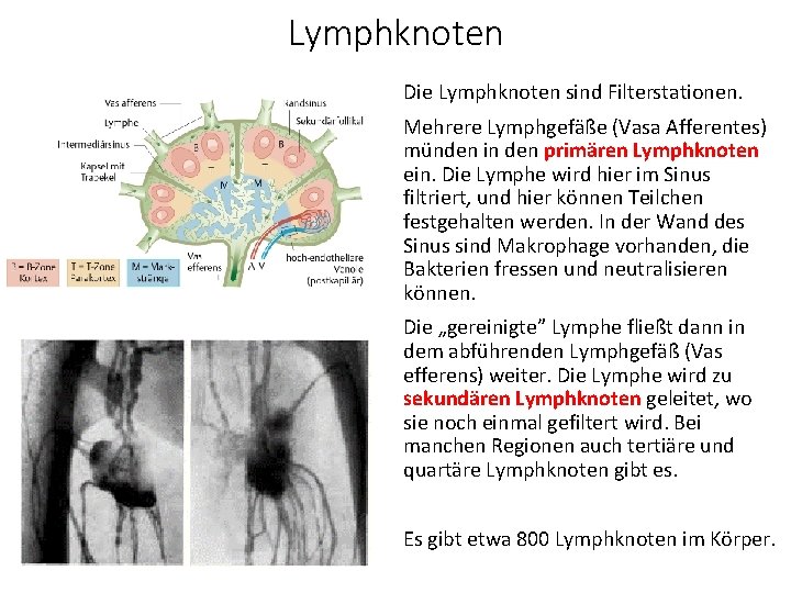 Lymphknoten Die Lymphknoten sind Filterstationen. Mehrere Lymphgefäße (Vasa Afferentes) münden in den primären Lymphknoten