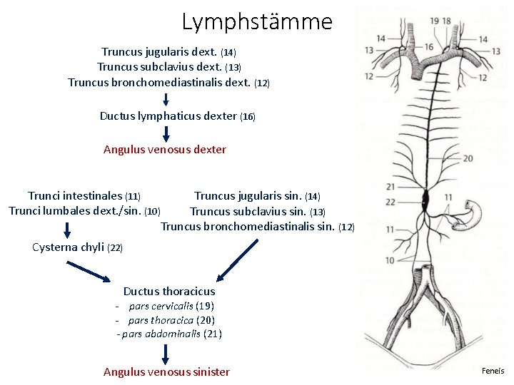 Lymphstämme Truncus jugularis dext. (14) Truncus subclavius dext. (13) Truncus bronchomediastinalis dext. (12) Ductus