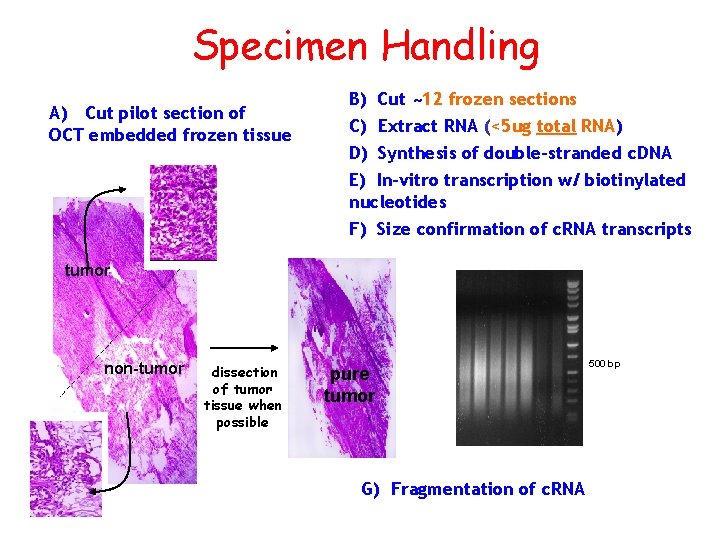 Specimen Handling A) Cut pilot section of OCT embedded frozen tissue B) Cut ~12