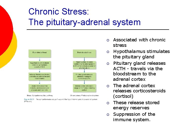 Chronic Stress: The pituitary-adrenal system ¡ ¡ ¡ Associated with chronic stress Hypothalamus stimulates