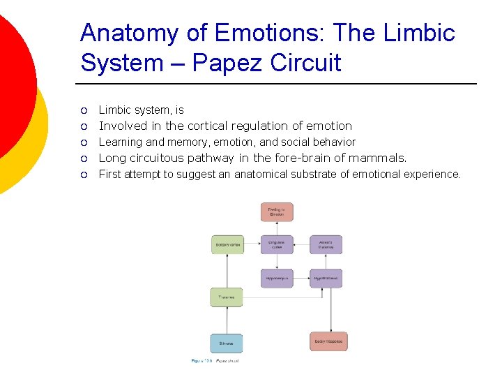 Anatomy of Emotions: The Limbic System – Papez Circuit ¡ ¡ ¡ Limbic system,