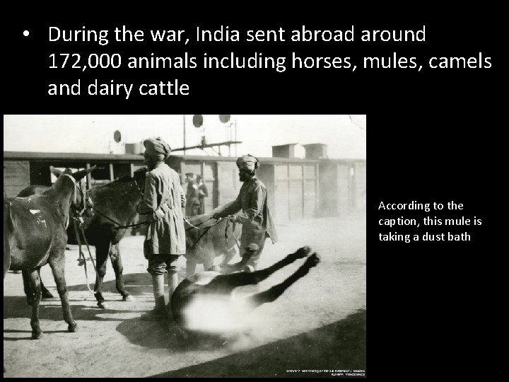 • During the war, India sent abroad around 172, 000 animals including horses,