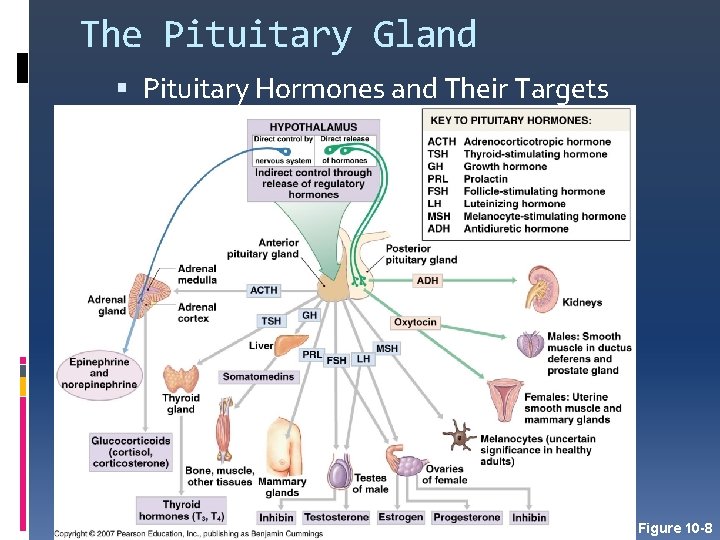 The Pituitary Gland Pituitary Hormones and Their Targets Figure 10 -8 