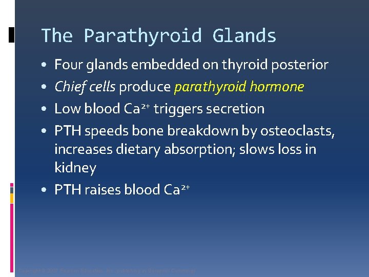 The Parathyroid Glands Four glands embedded on thyroid posterior Chief cells produce parathyroid hormone