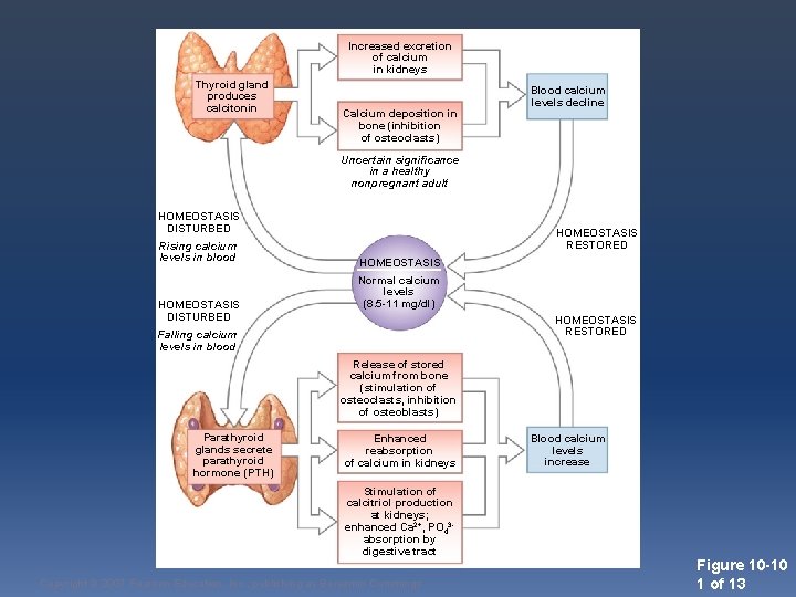 Increased excretion of calcium in kidneys Thyroid gland produces calcitonin Calcium deposition in bone