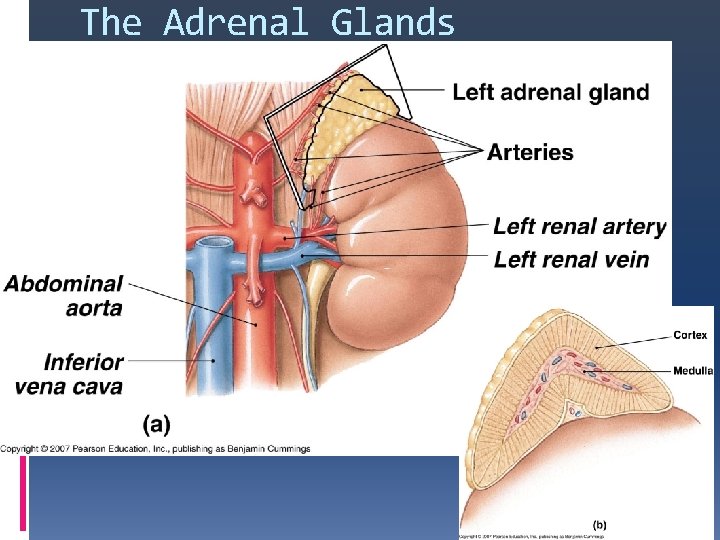 The Adrenal Glands The Adrenal Gland Figure 10 -12(a) 
